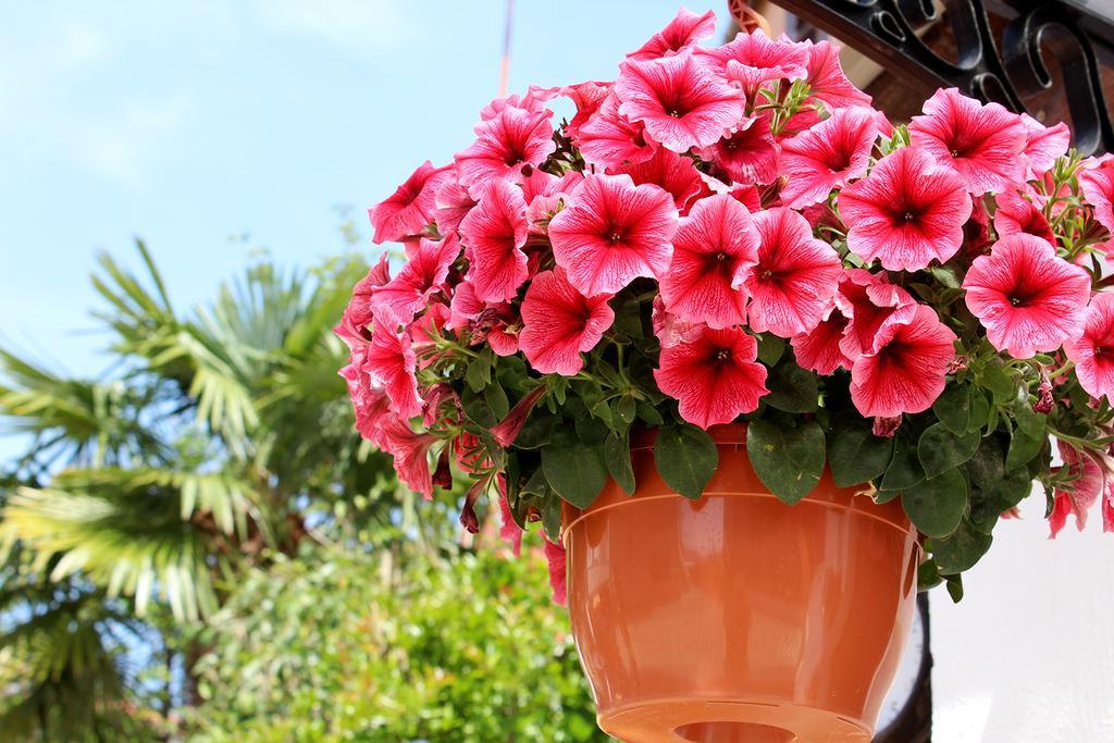 Apartments Garden Rovinj Exterior photo